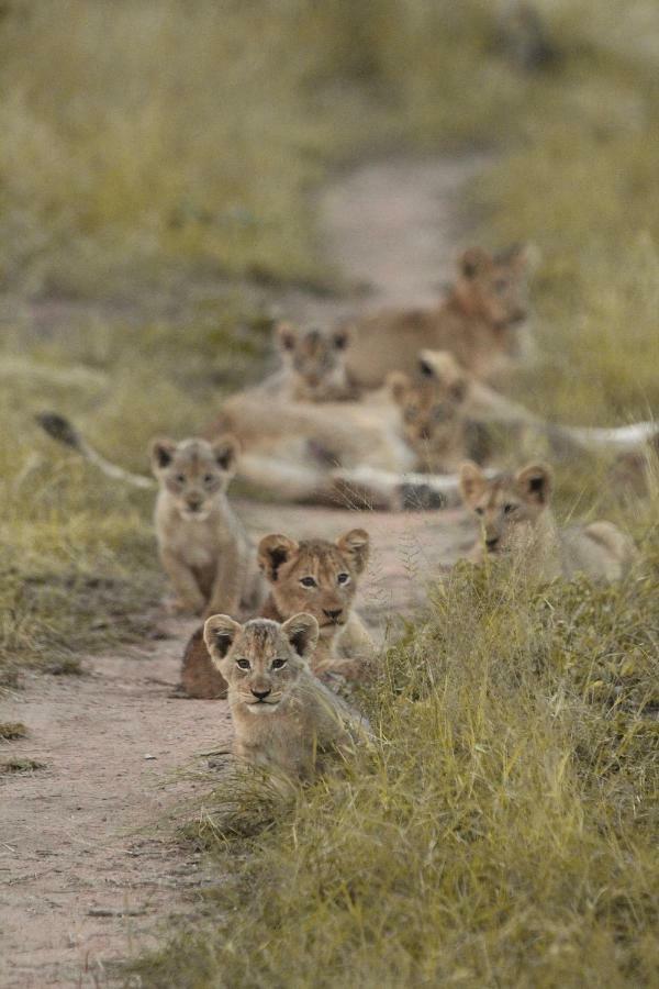 Sweni Lodge 91 Mjejane Kruger Park Hectorspruit Exterior foto